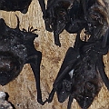 Bare-rumped Sheathtail Bats on 14-01-2012<br />Canon EOS 7D + EF300 F2.8L III + EF1.4xII + Speedlite 580EXII + Speedlite 430